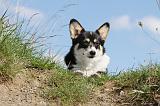 CORGI PEMBROKE 362